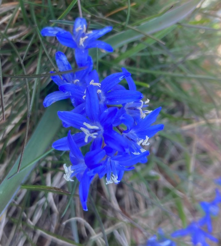 Liten vårstjärna, Scilla sardensis. Jpeg