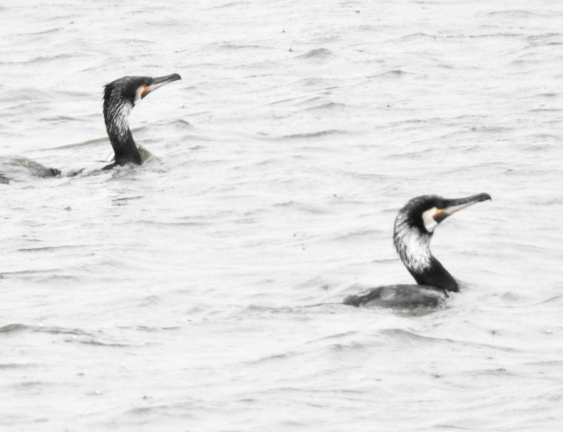 Great Cormoprant, Storskarv   (Phalacrocorax carbo).jpg