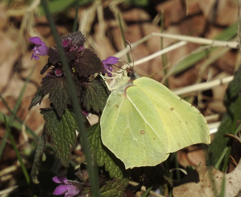 Brimstone male, Frsslunda land. jpeg