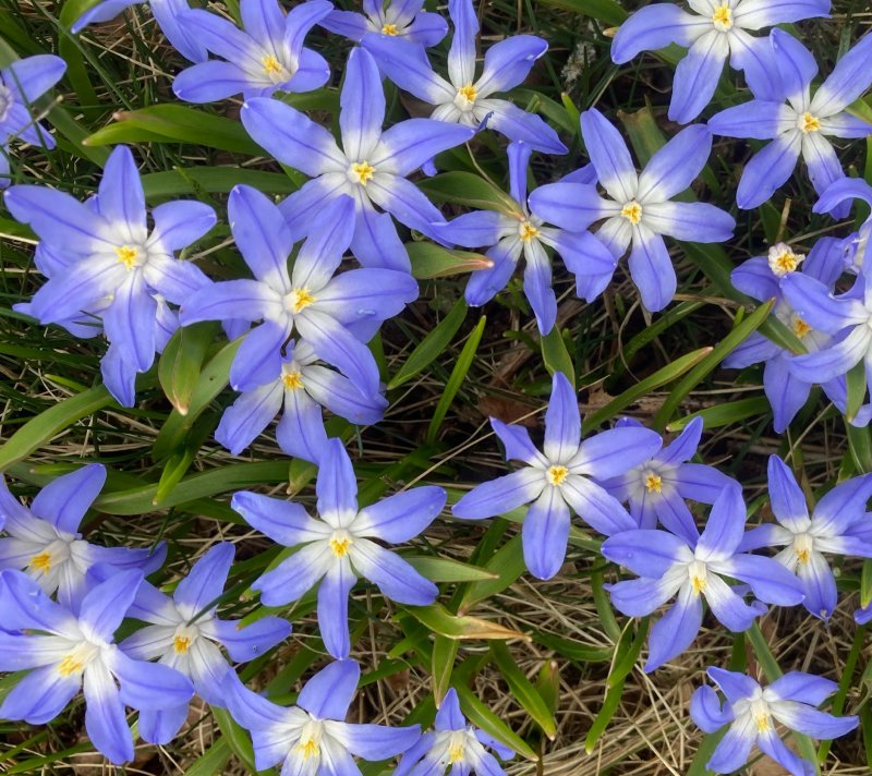 Stor vårstjärna, Scilla luciliae.jpeg