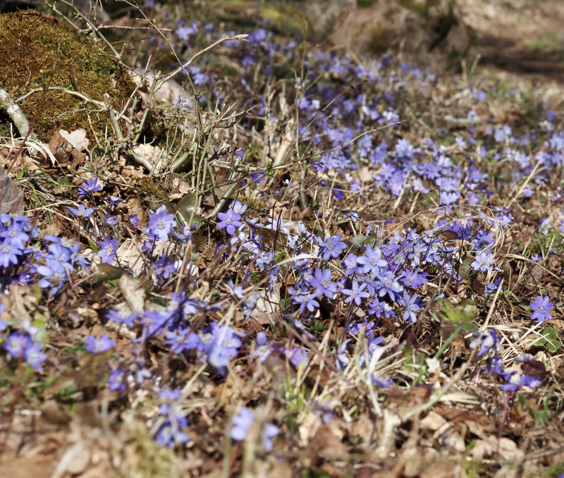 Blue Hepatica, Blsippa   (Hepatica nobilis).jpg