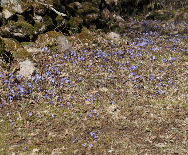 Blue Hepatica, Blsippa   (Hepatica nobilis).jpg