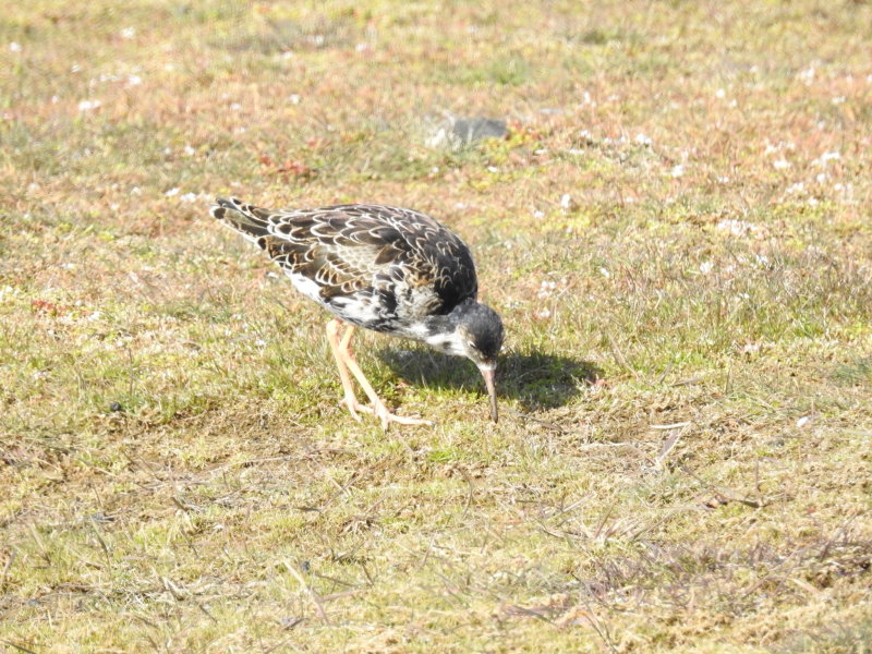 Ruff male taken at Ottenby land