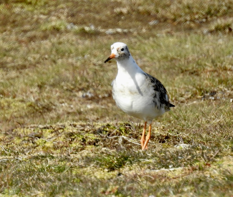 Ruff male taken at Ottenby land