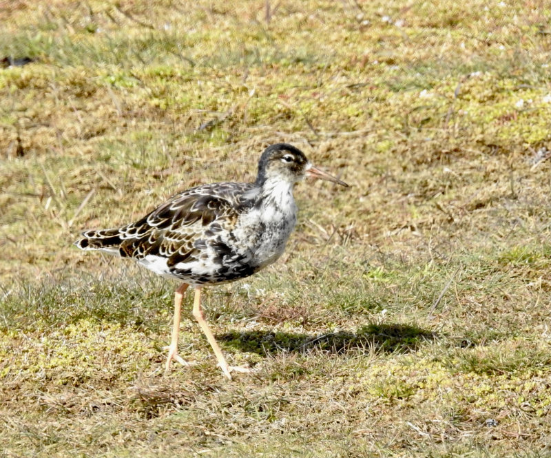 Ruff male taken at Ottenby land