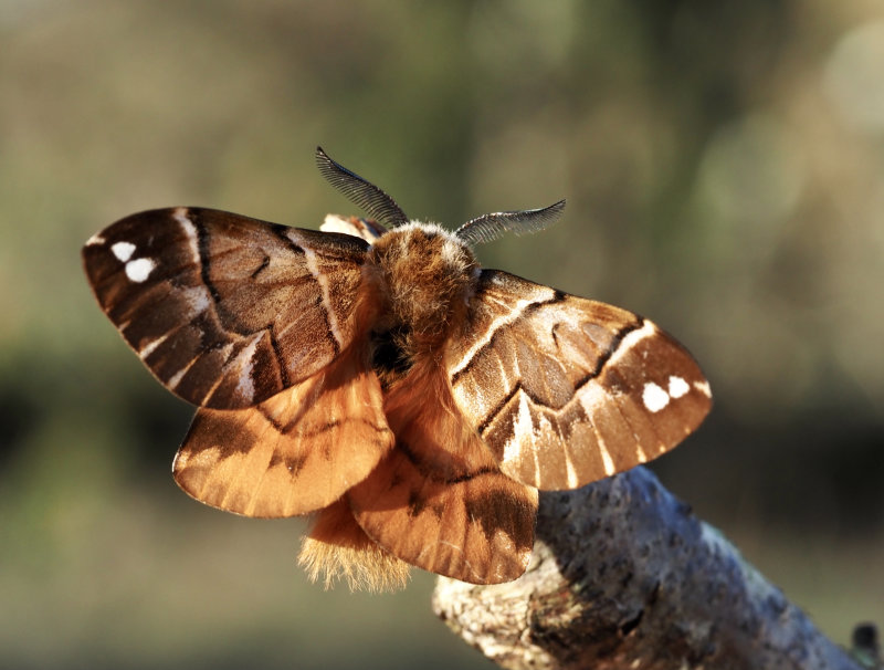 Skckspinnare, Kerntish Glory, Endromis versicolora