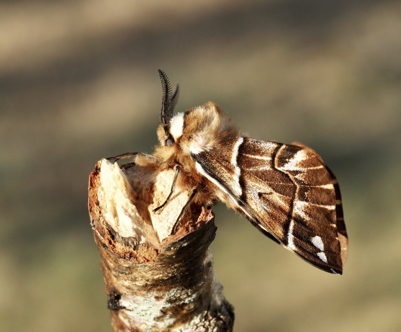 Skckspinnare, Kerntish Glory, Endromis versicolora