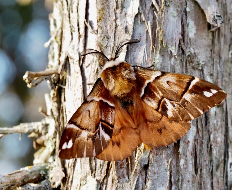 Skckspinnare, Kerntish Glory, Endromis versicolora