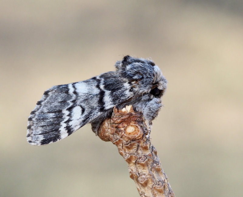 Vinterekspinnare, Drymonia ruficornis.jpg
