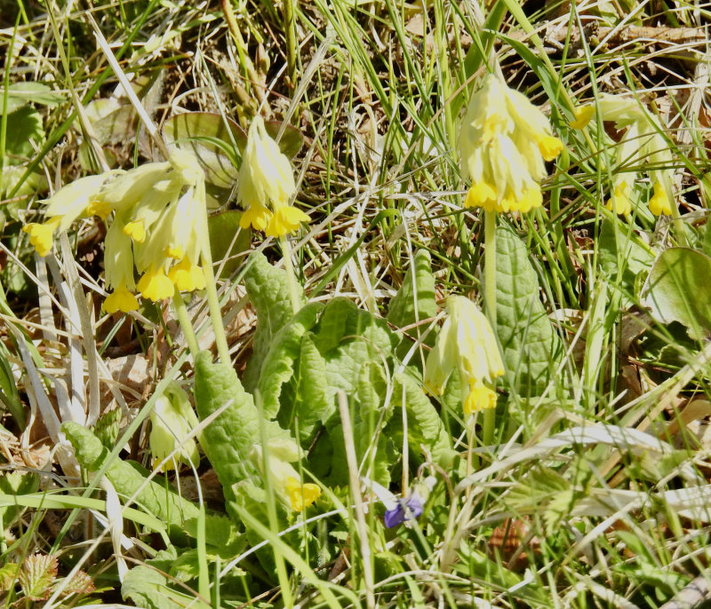 Cowslip, Gullviva  (Primula veris).jpg