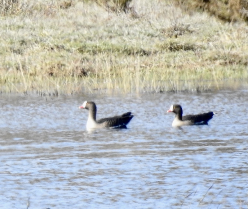 Lesser white-fronted goose, Fjällgås, Anser erythropus. jpeg