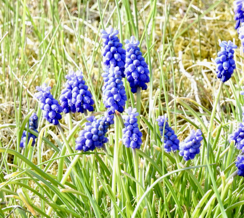 Armenisk pärlhyacint, Muscari armeniacum. Jpeg