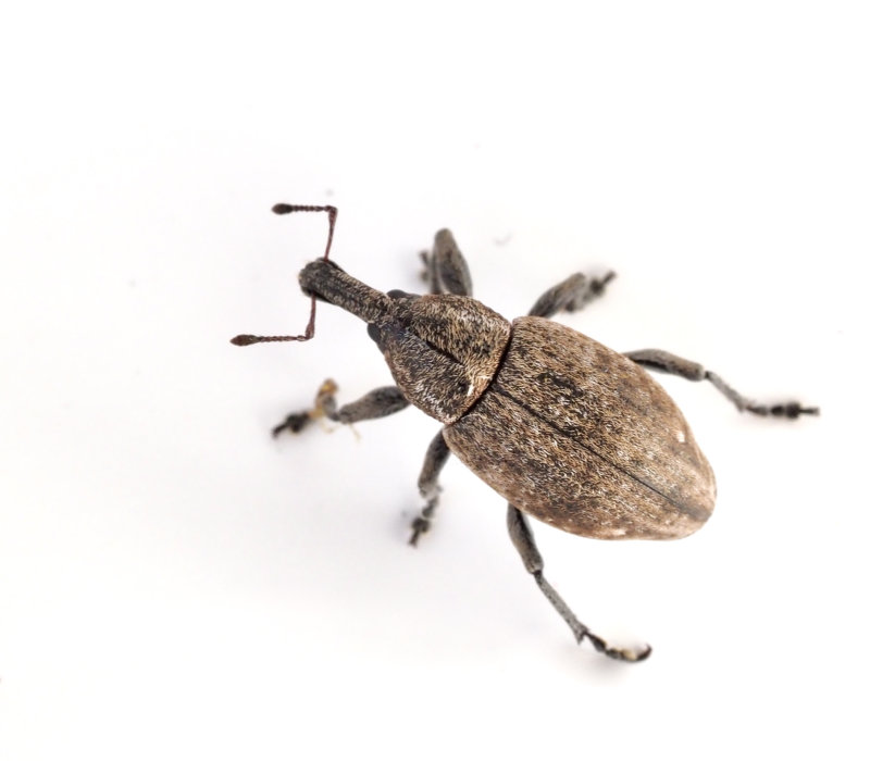 Blyvivel, Lepyrus capucinus