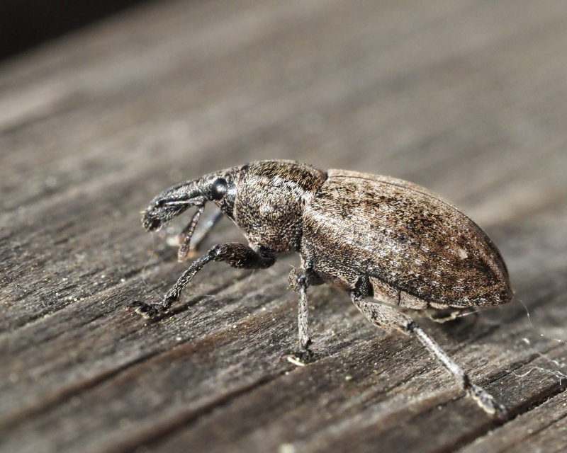 Blyvivel, Lepyrus capucinus