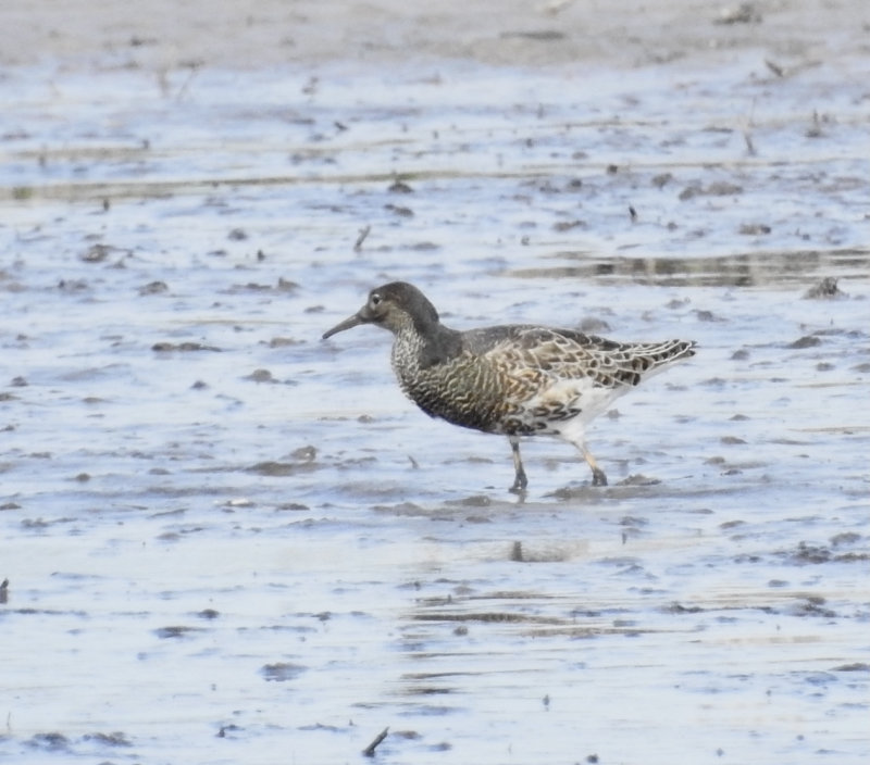 Ruff male, Blsinge hamn