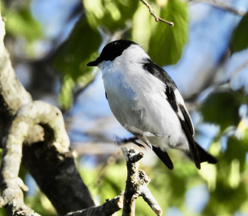 Collared Flycatcher, Halsbandflugsnappare   (Ficedula albicollis) małe Arontorp .jpg