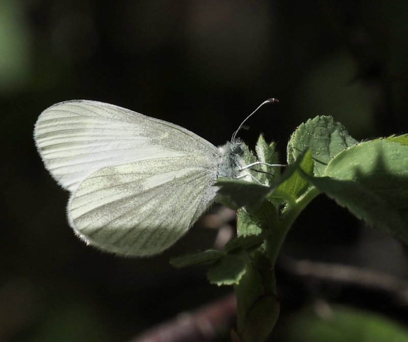 Wood White, Skogsvitvinge   (Leptidea sinapsis).jpg