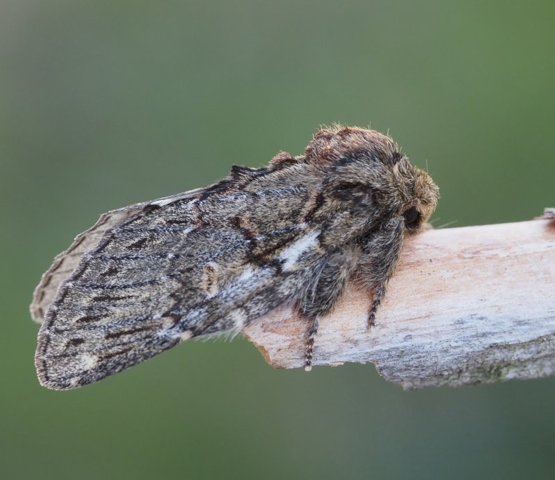 Ektandvinge, Great Prominent (Peridea anceps).jpg