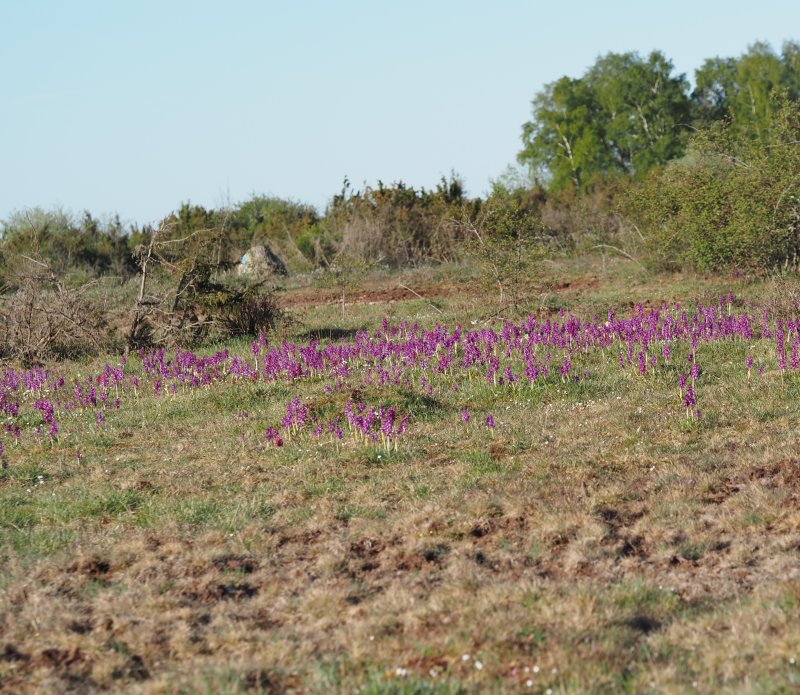 Early purple orchid, Sankt Pers nycklar, Orchis mascula