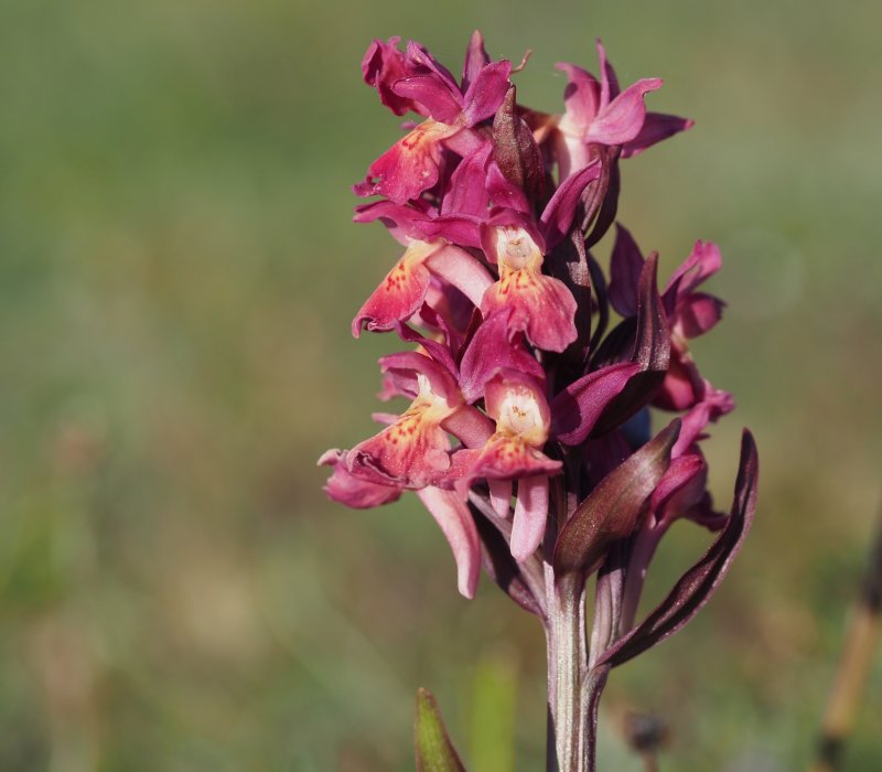 Elder-flowered Orchid, Adam och Eva, Adam  (Dactylorhiza sambucina).jpg