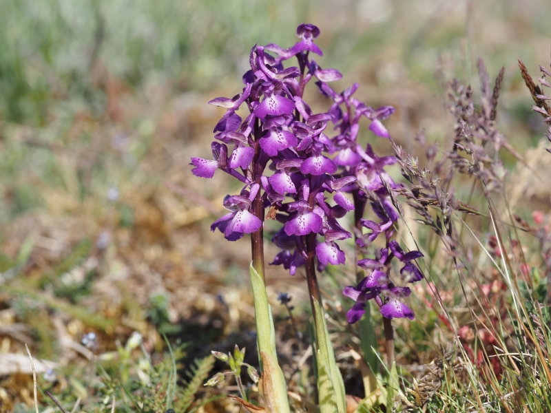 Green-winged orchid, Gknycklar, Anacamptis morio