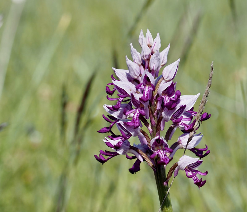 Military Orchid, Johannesnycklar    (Orchis militaris).jpg