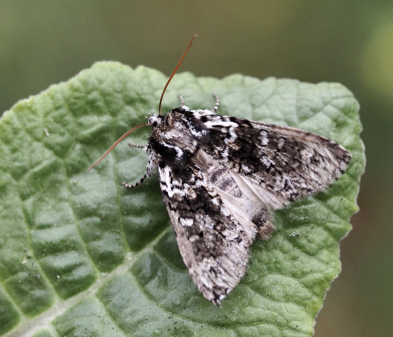 Ekgulhornspinnare,  Frosted Green (Polyploca ridens).jpg