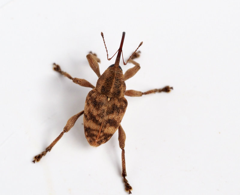 Bandad ollonvivel, Curculio venosus.jpg