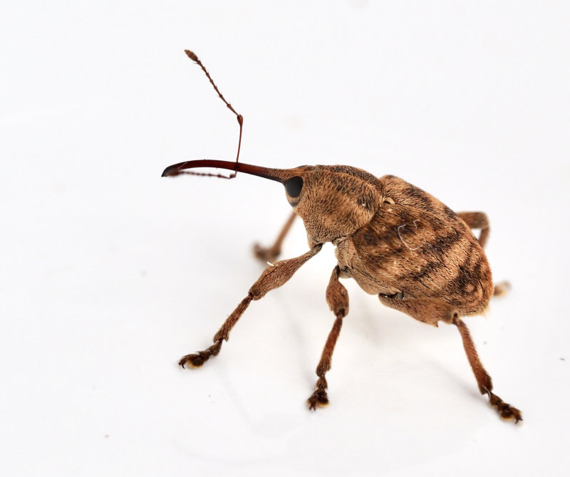 Bandad ollonvivel, Curculio venosus.jpg