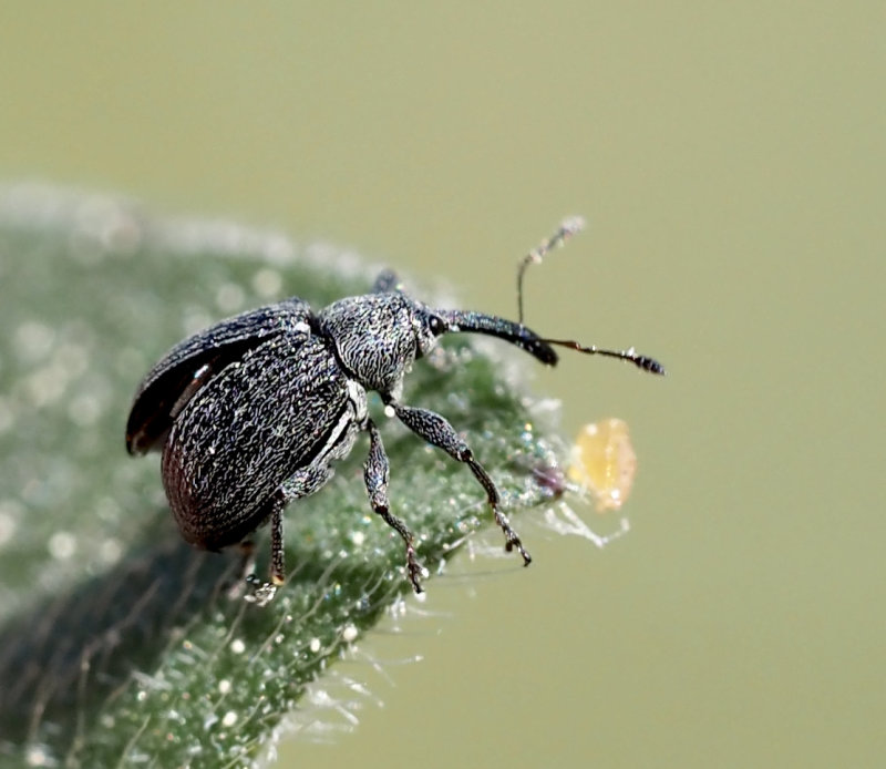 Hallonvivel, Anthonomus rubi.jpg