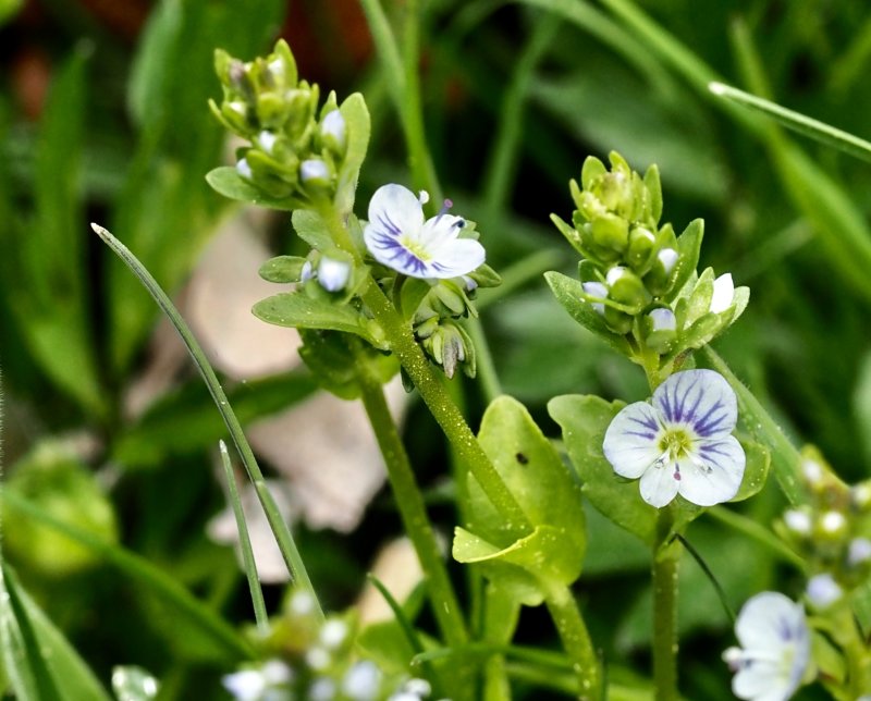 Majveronika, Veronica serpylifolia .jpeg