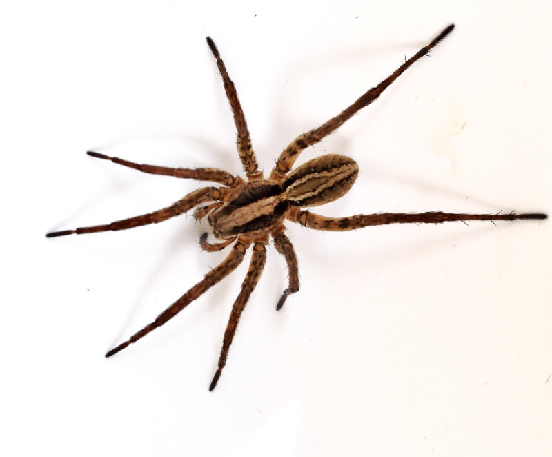 ngsvargspindel (Alopecosa pulverata).jpg