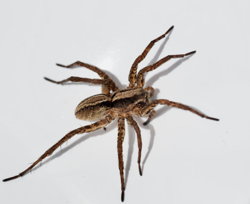ngsvargspindel (Alopecosa pulverata).jpg