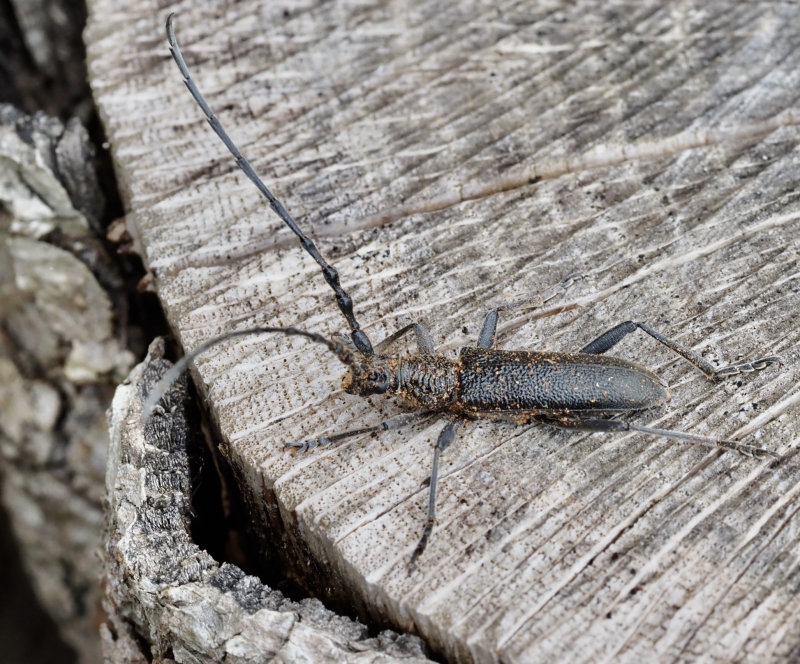 Capricorn Beetle, Mindre ekbock (Cerambyx scopoli).jpg