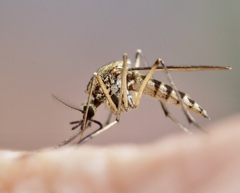 Vitsidig tmygga (Aedes rusticus).jpg