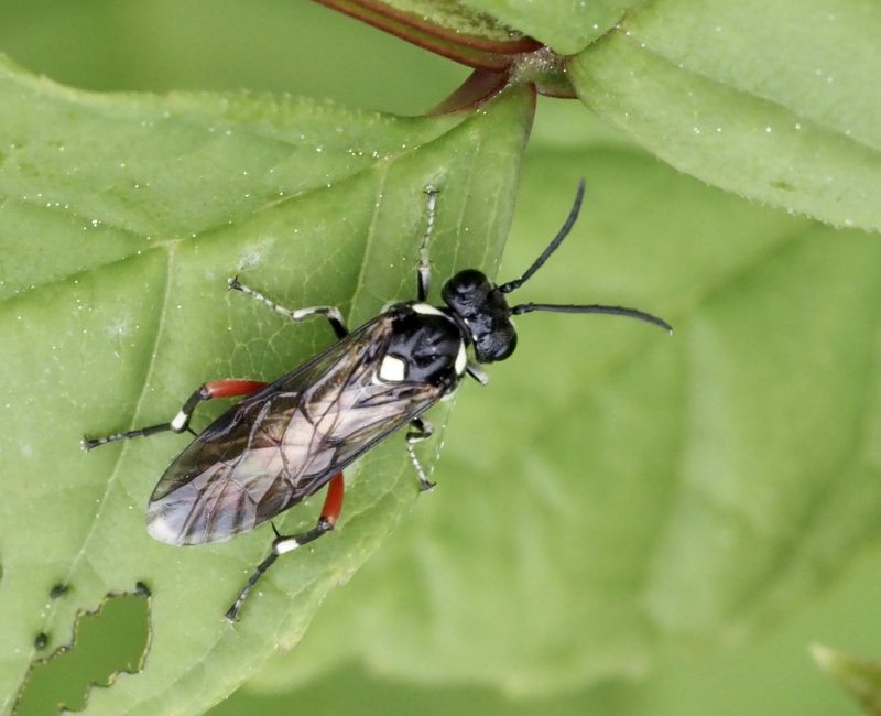 Macrophya punctumalbum