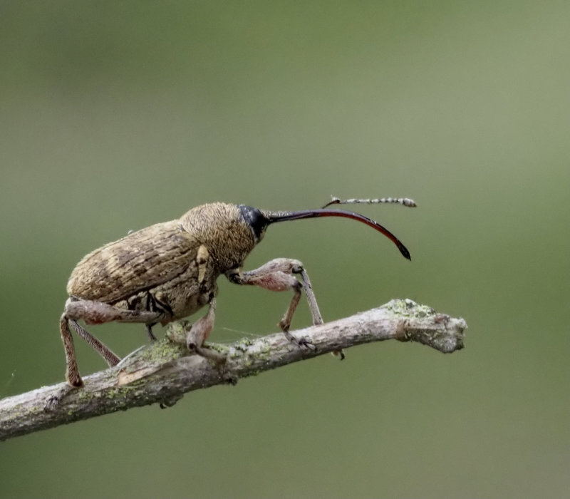 Curculio nucum. jpeg