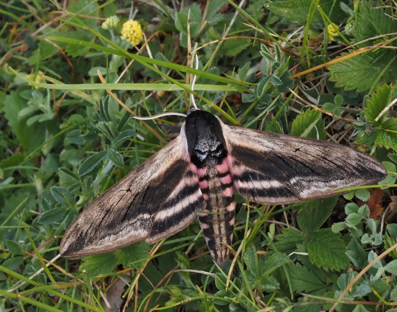 Ligustersvrmare, Privet Hawkmoth (Sphinx ligustri).jpg