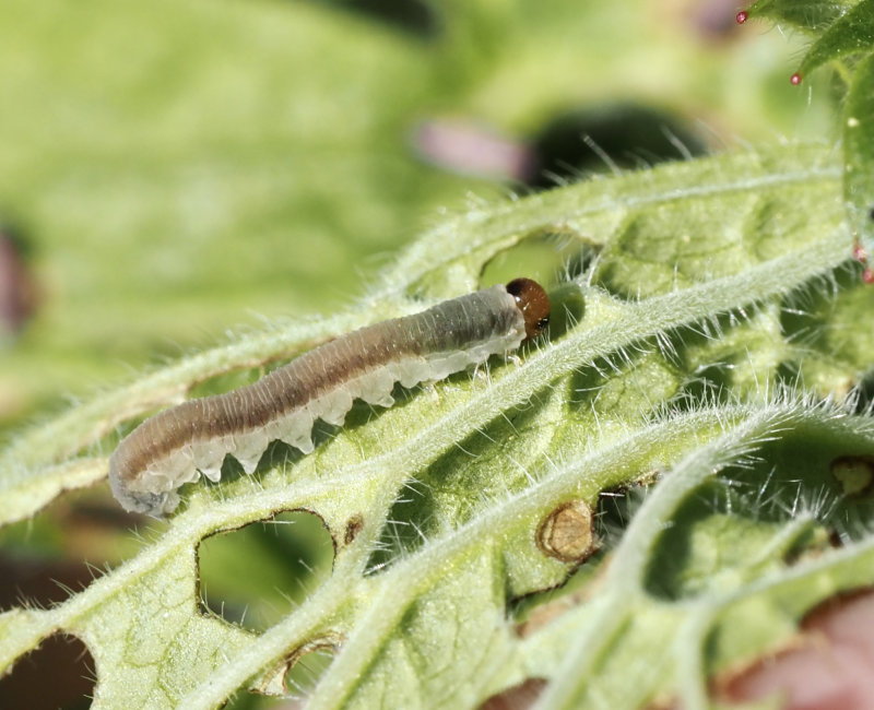 Ametastegia carpini, Geranium sawfly .jpeg