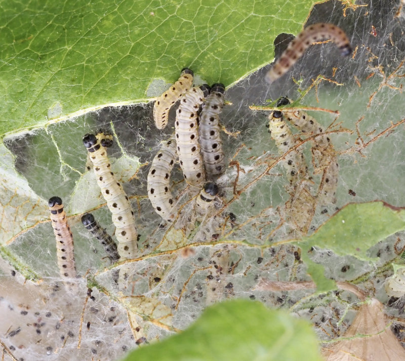 Apelspinnmal, Yponomeuta malinellus.jpeg