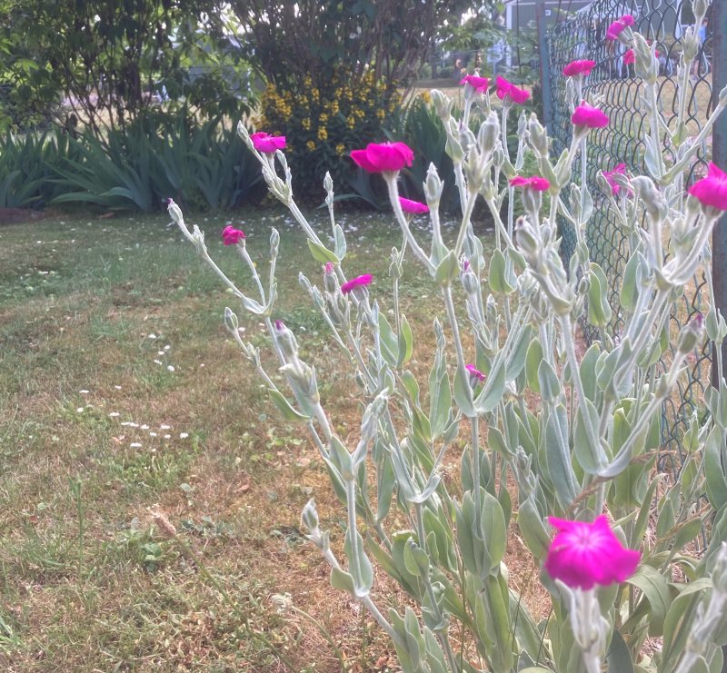 Purpurkltt, Lychnis coronaria .jpeg