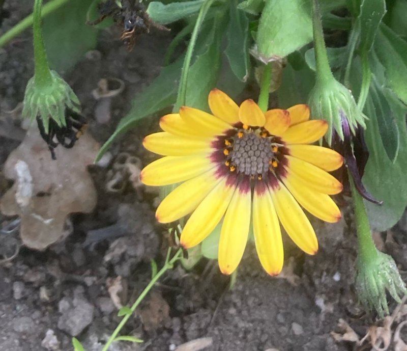 Gazania, pfgelblomster .jpeg