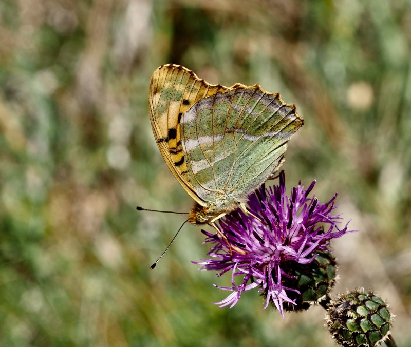 Silverstreckad prlemorfjril, Silver-washed fritillary, Argynnis paphia