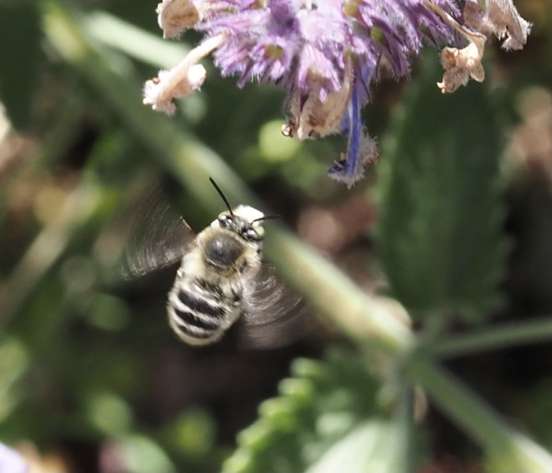 Anthophora quadrimaculatum, rtagrdsbi. jpeg