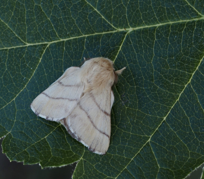  Malacosoma neustrium, Lackey moth, Buskringspinnare.jpg