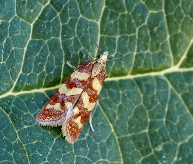 Aethes rutilana.jpg
