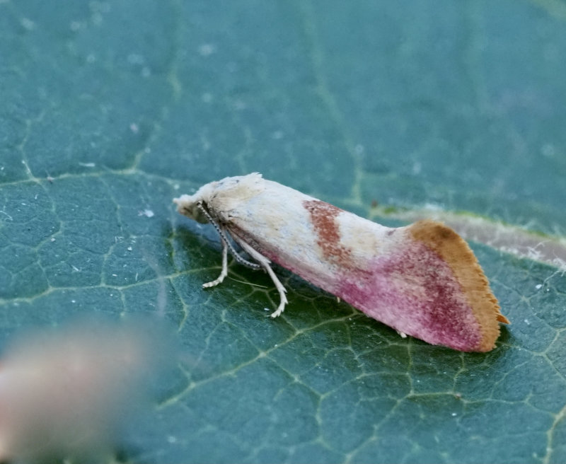 Rd vddblomvecklare, Cochylis flaviciliana