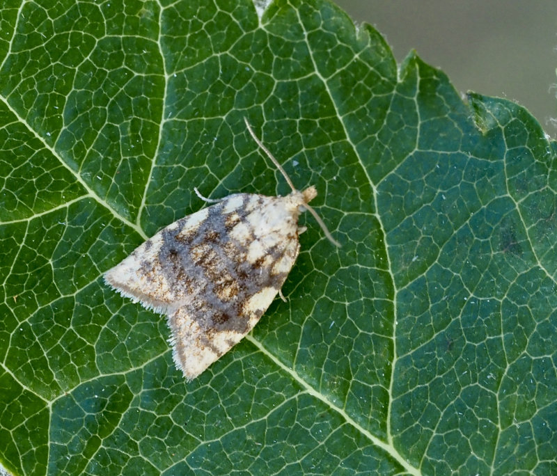 Gul ekbredvecklare, Aleimma loeflingiana