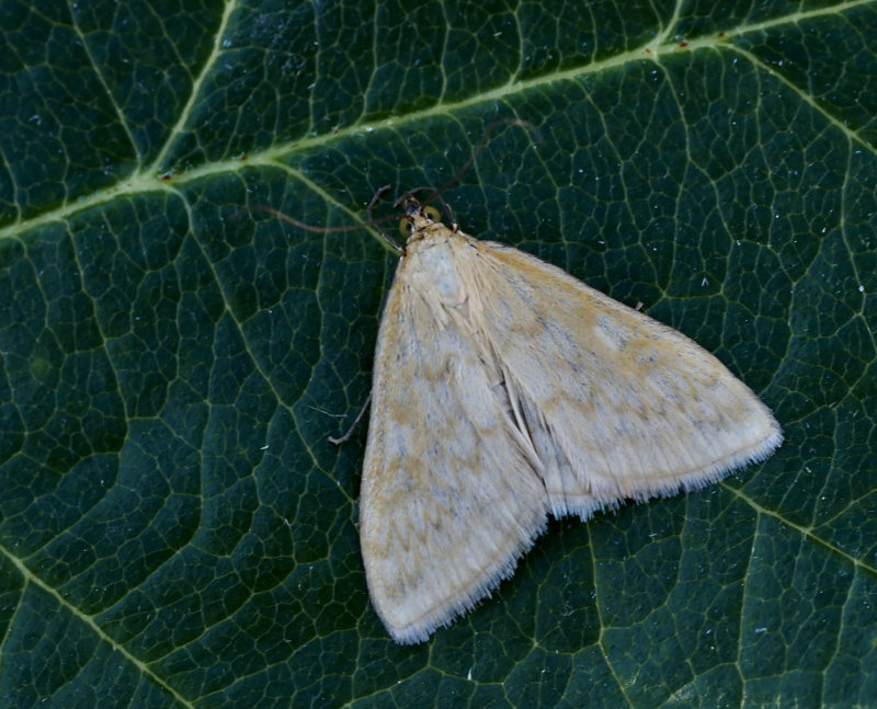Majsmott, Ostrinia nubilalis. Female jpeg