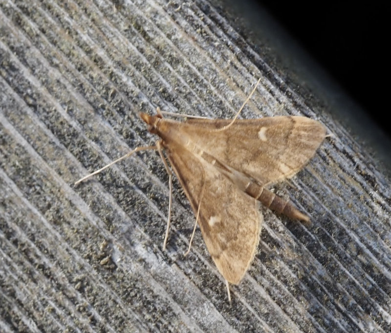 Punktmott, Dolicharthria punctalis. jpeg